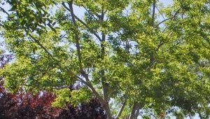 The Villages Of The Galleria Apartments In Roseville Ca
